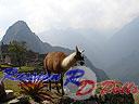 Machu-Picchu-008